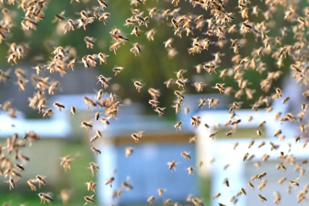 Cientos de abejas melíferas pululan en el aire.