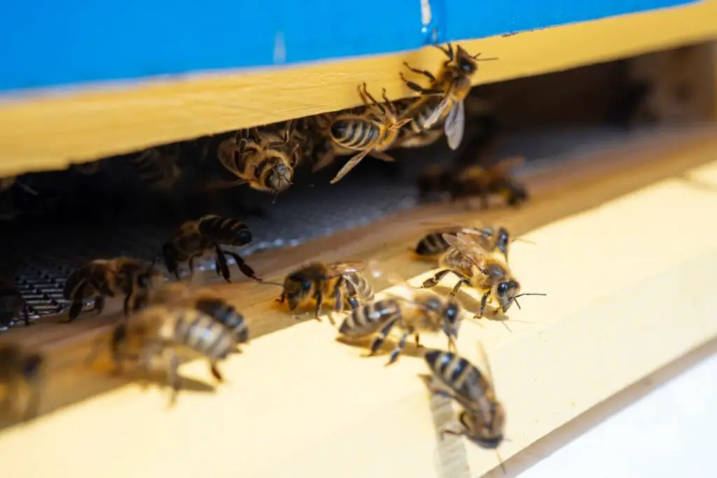 abejas guardianas esperando para inspeccionar las llegadas a la entrada de la colmena