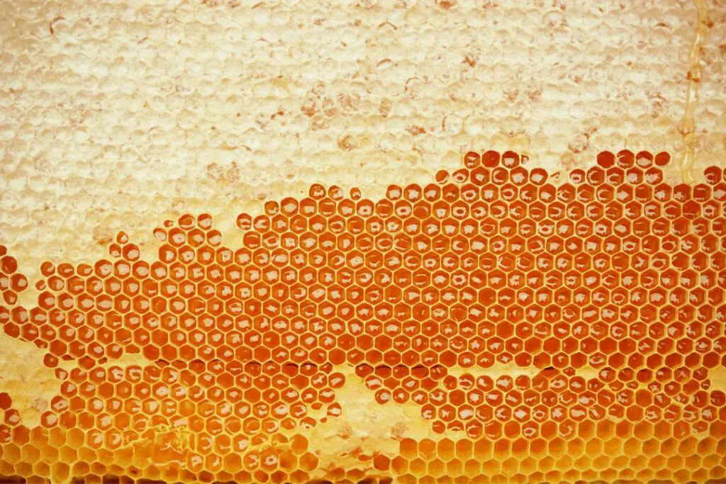 Panal perfectamente hexagonal listo para ser cosechado por un apicultor