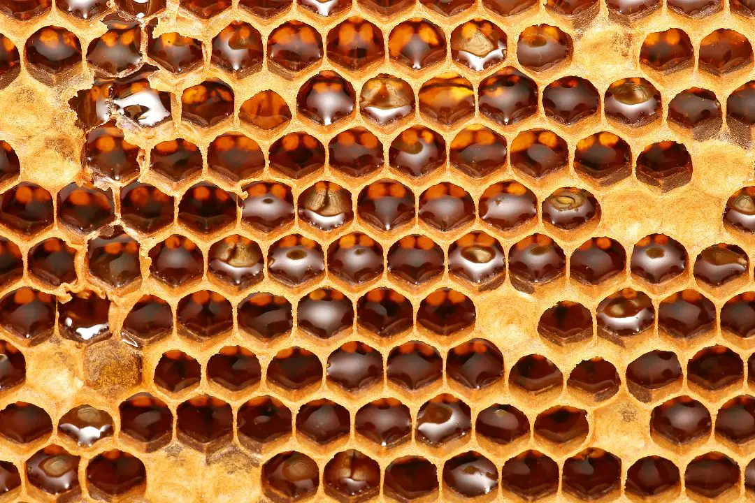 ¿Por Qué Honeycomb Es Hexagonal (explicación De La Arquitectura De La Colmena)? ¿por Qué Honeycomb Es Hexagonal (explicación De La Arquitectura De