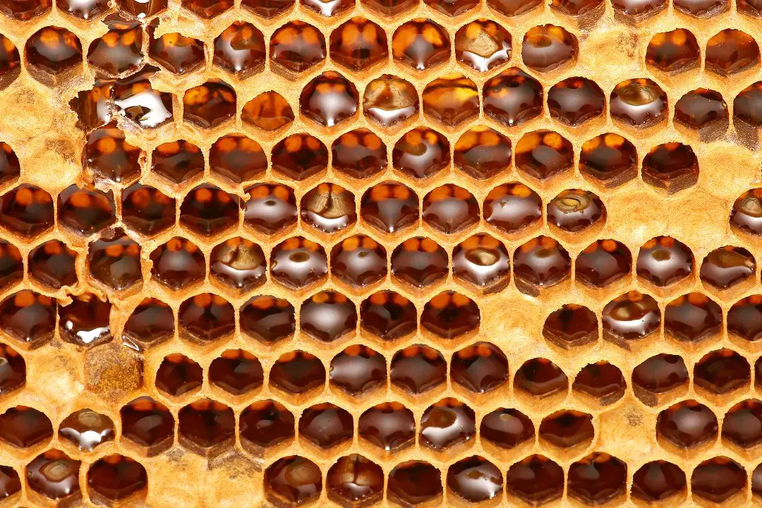 ¿por Qué Honeycomb Es Hexagonal (explicación De La Arquitectura De