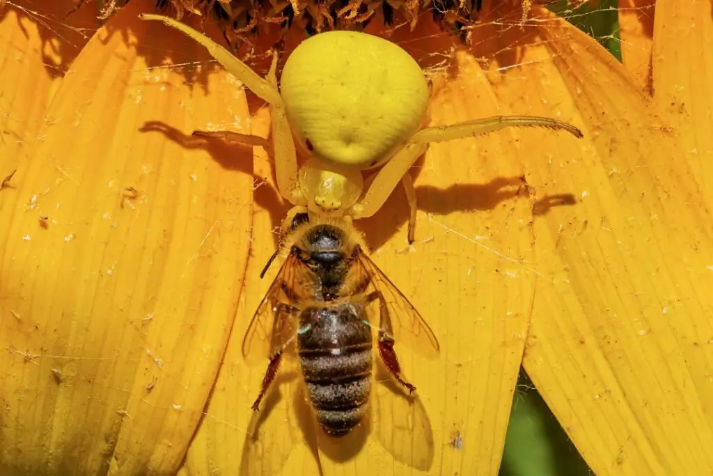 una abeja obrera en las garras de las poderosas mandíbulas de una araña cangrejo de flores amarillas