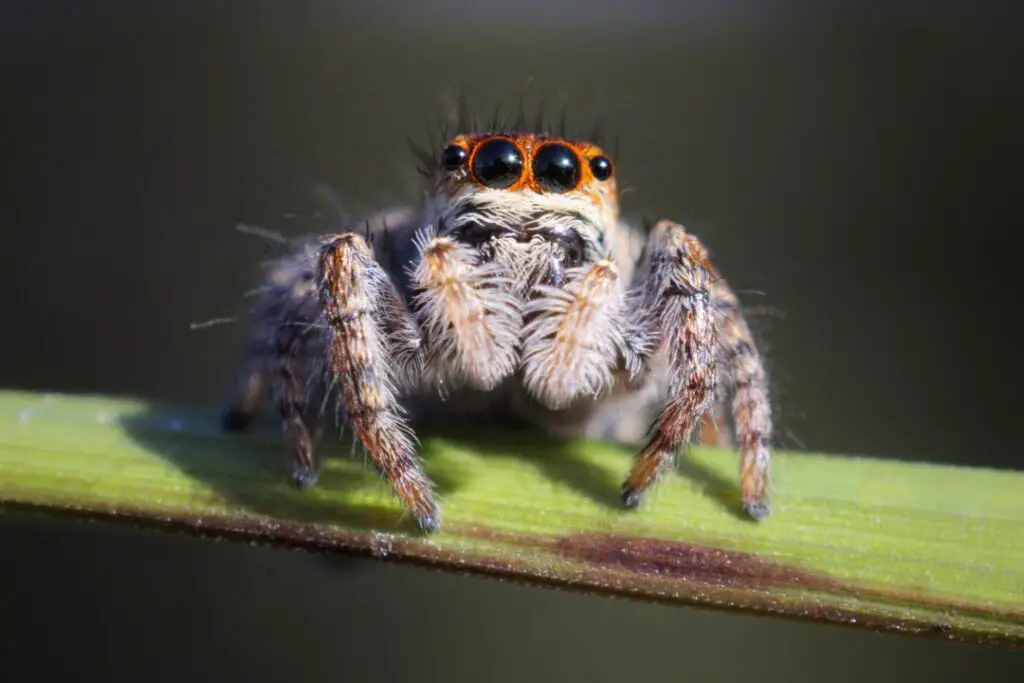 Una araña saltadora esperando para tender una emboscada a un insecto desprevenido.