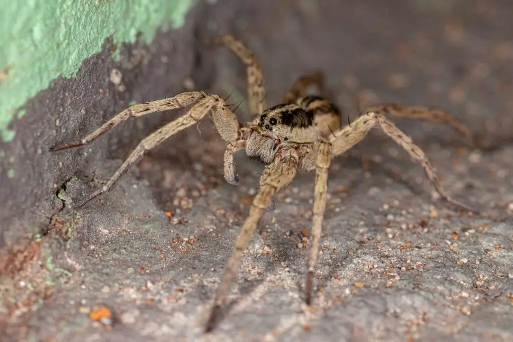 una araña lobo adulta a la caza de abejas