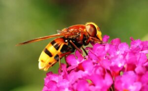 Hornet Hoverfly Uk: La Guía Definitiva Sobre Volucella Zonaria