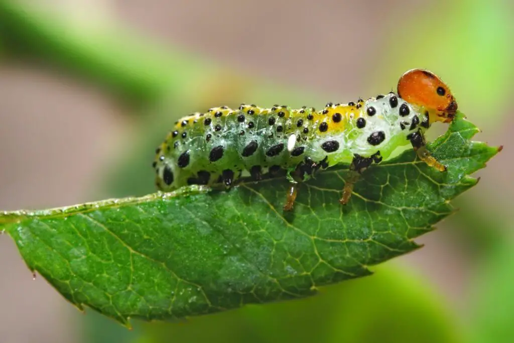 una oruga verde brillante masticando una hoja 