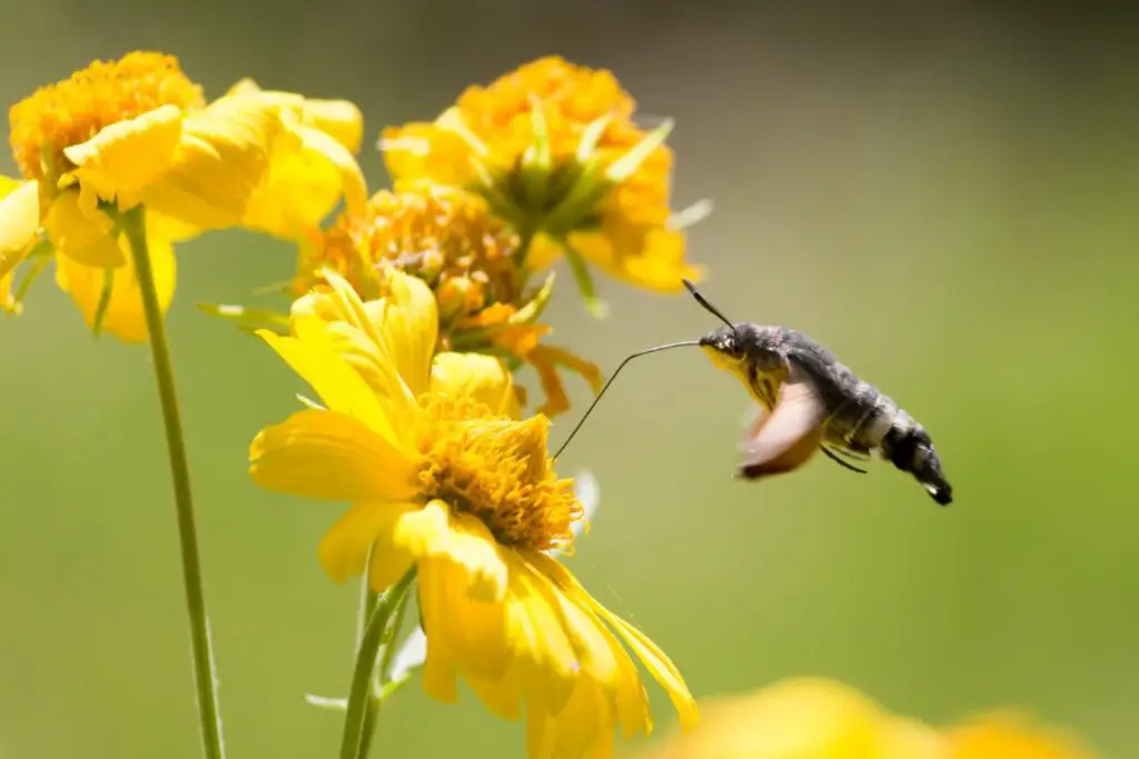 Polilla colibrí bebiendo néctar con su larga trompa