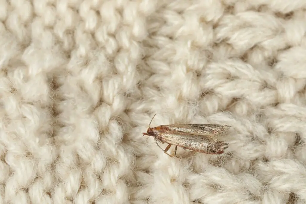 Polilla de la ropa buscando un lugar adecuado en la lana para poner sus huevos