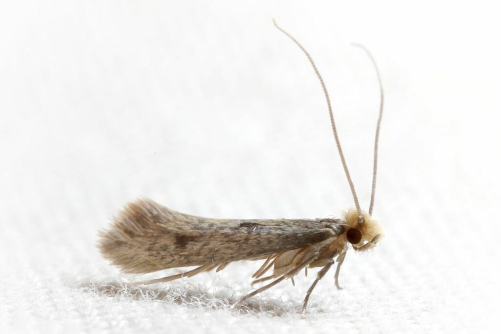 un primer plano de la temida polilla de la ropa
