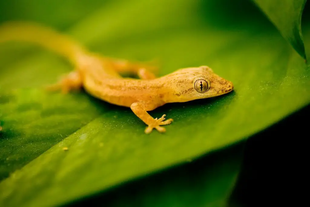 Gecko esperando pacientemente su próxima comida