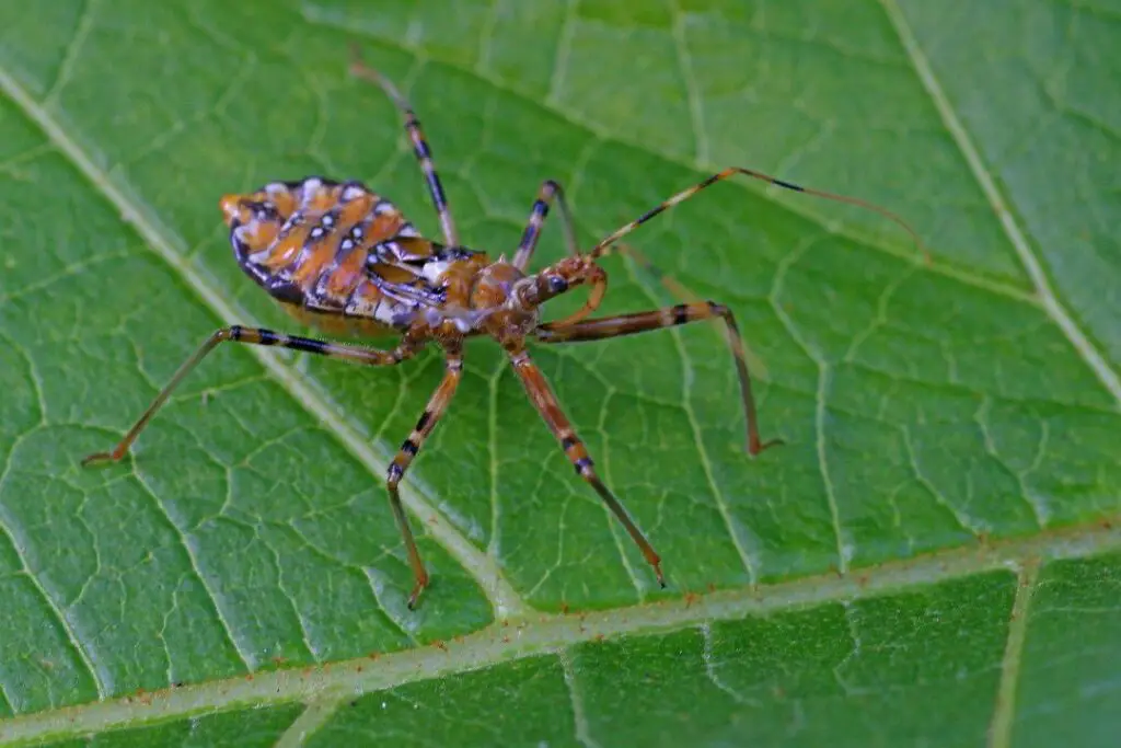 insecto asesino arrastrándose a lo largo de una hoja