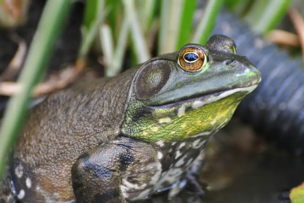 la rana toro americana