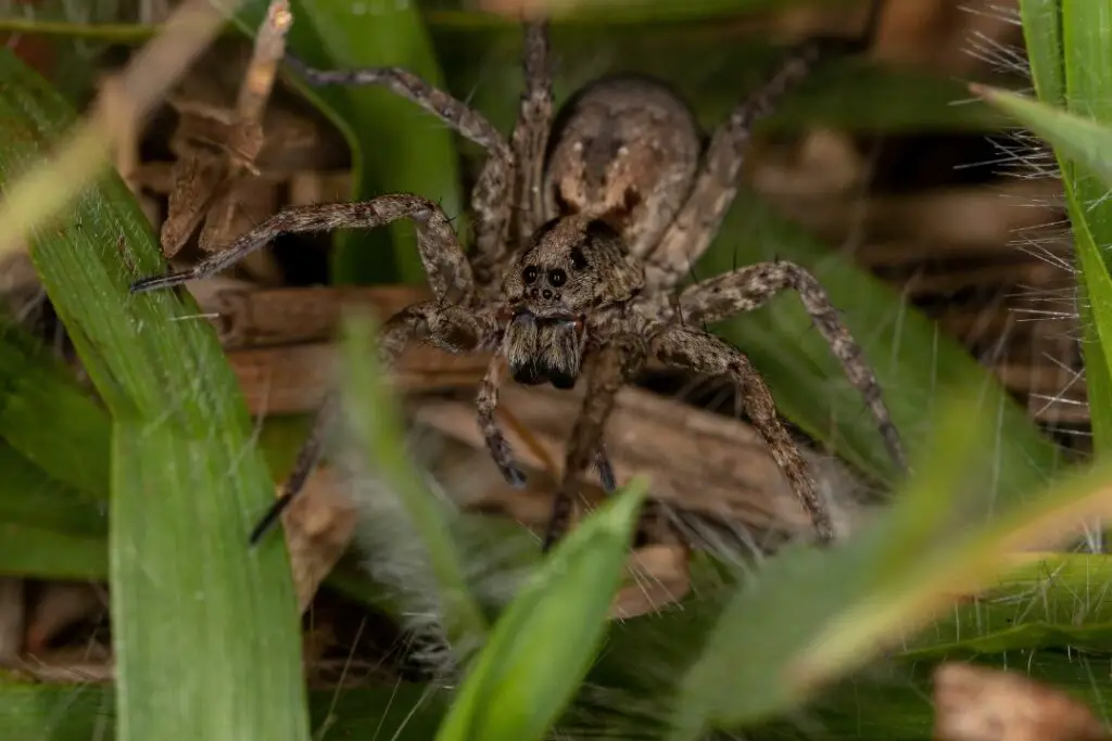 Araña lobo acechando entre la maleza