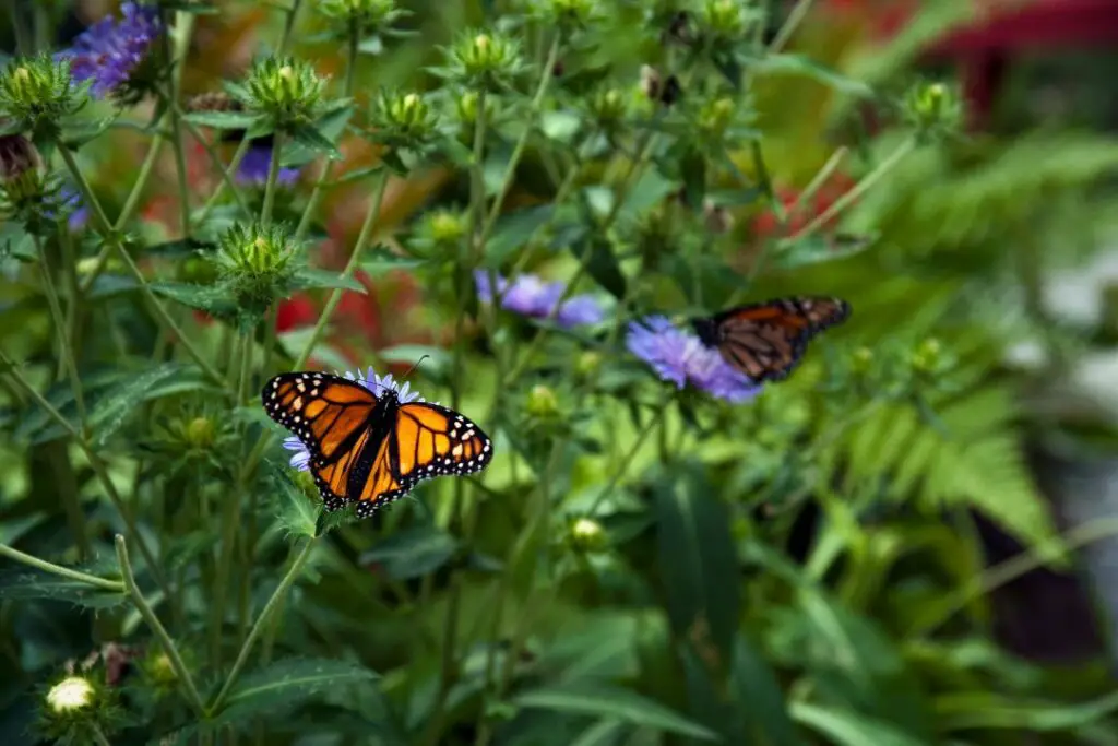 mariposas que usan su trompa para recolectar néctar