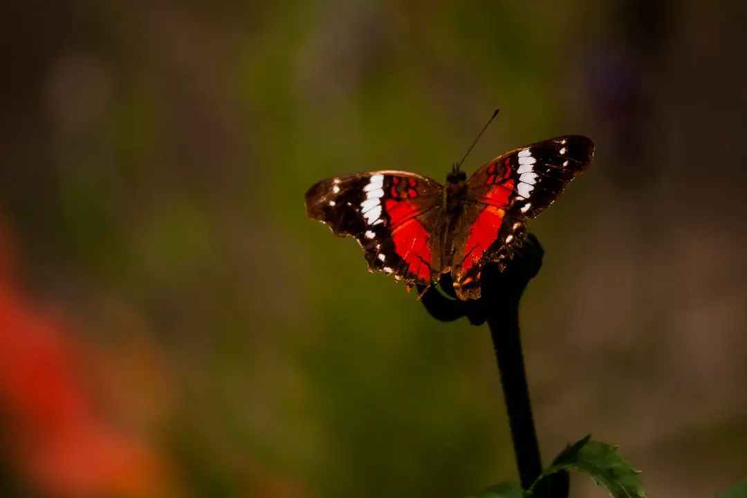 ¿Qué Hacen Las Mariposas Todo El Día? (Un Día en La Vida) ¿qué Hacen Las Mariposas Todo El Día? (un Día en