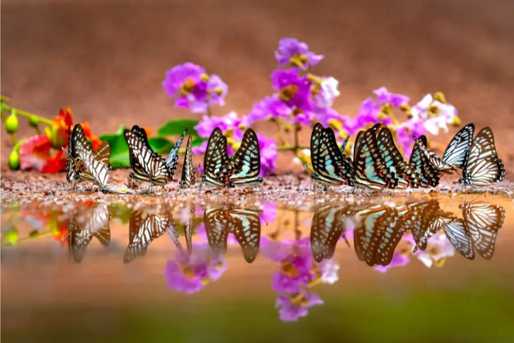 Mariposa en una flor - Qué comen las mariposas