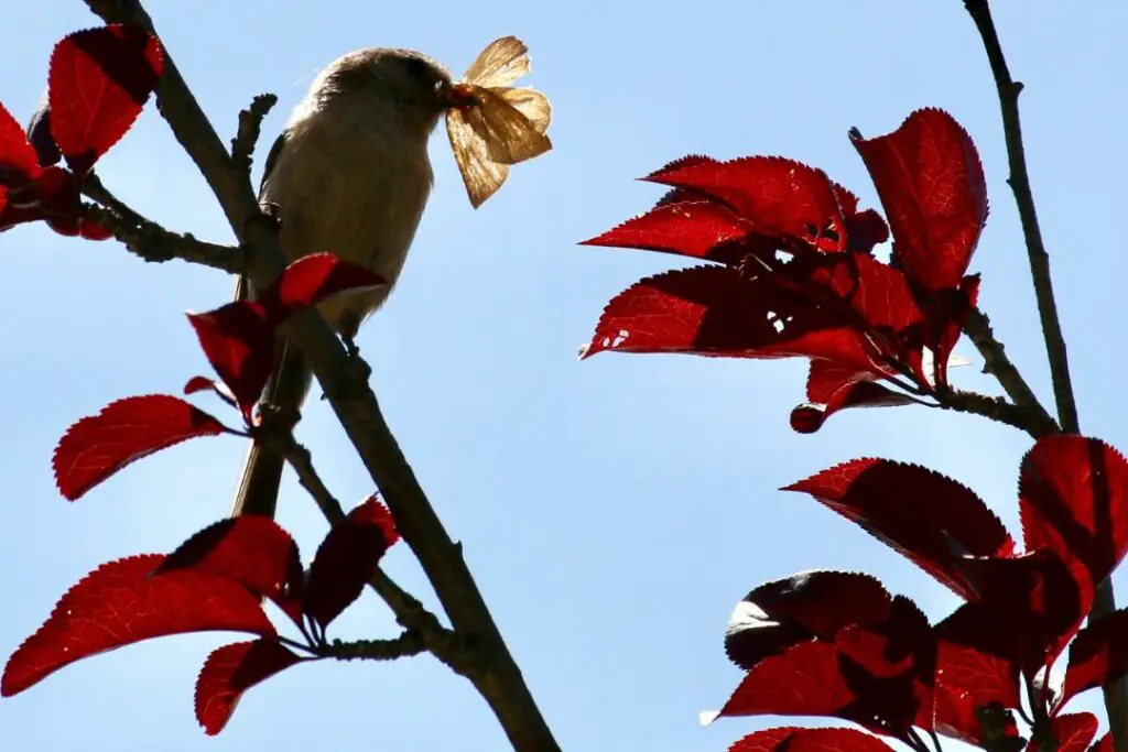 pájaro con una polilla en el pico