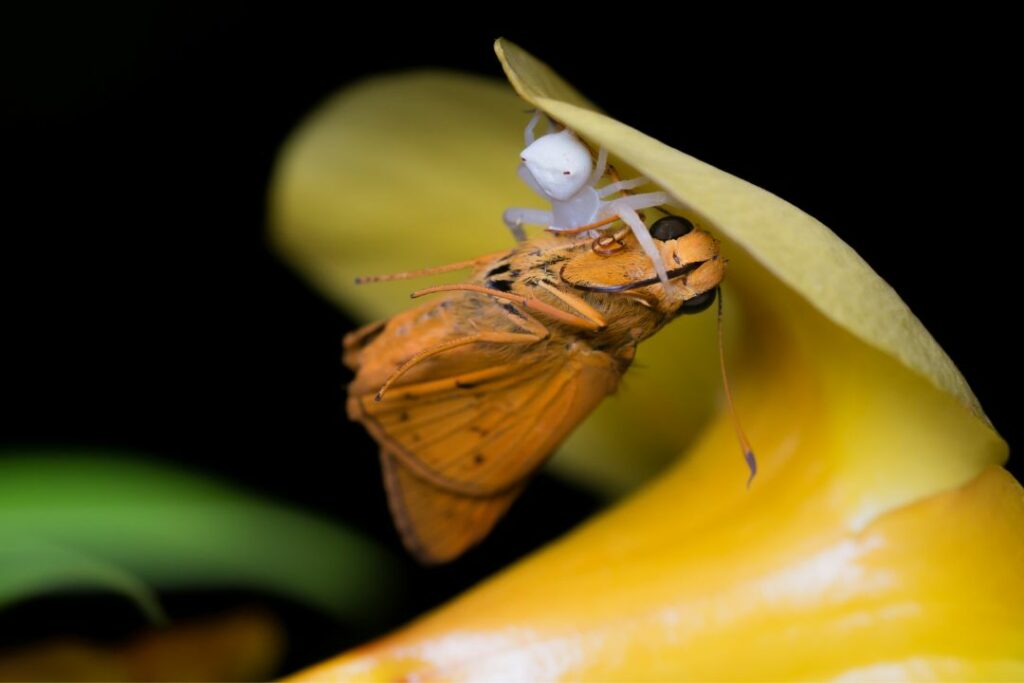 polilla siendo devorada por una araña blanca