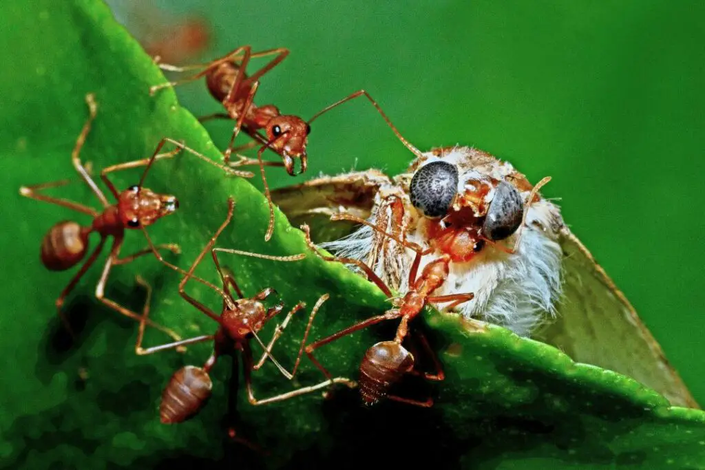 polilla muerta siendo consumida por hormigas rojas de fuego