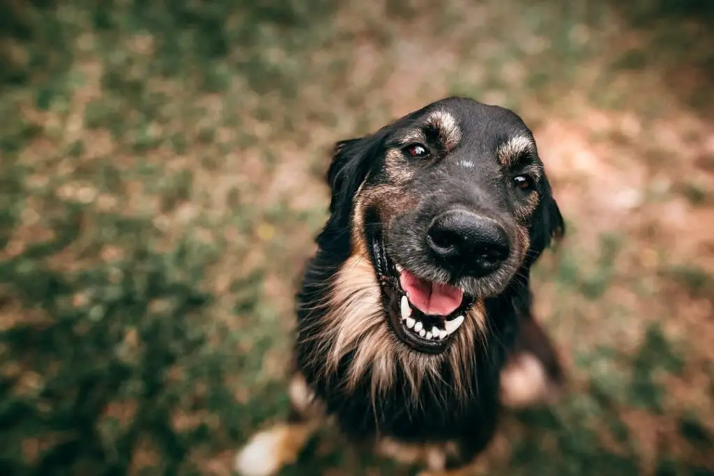 perro mirando felizmente a la cámara