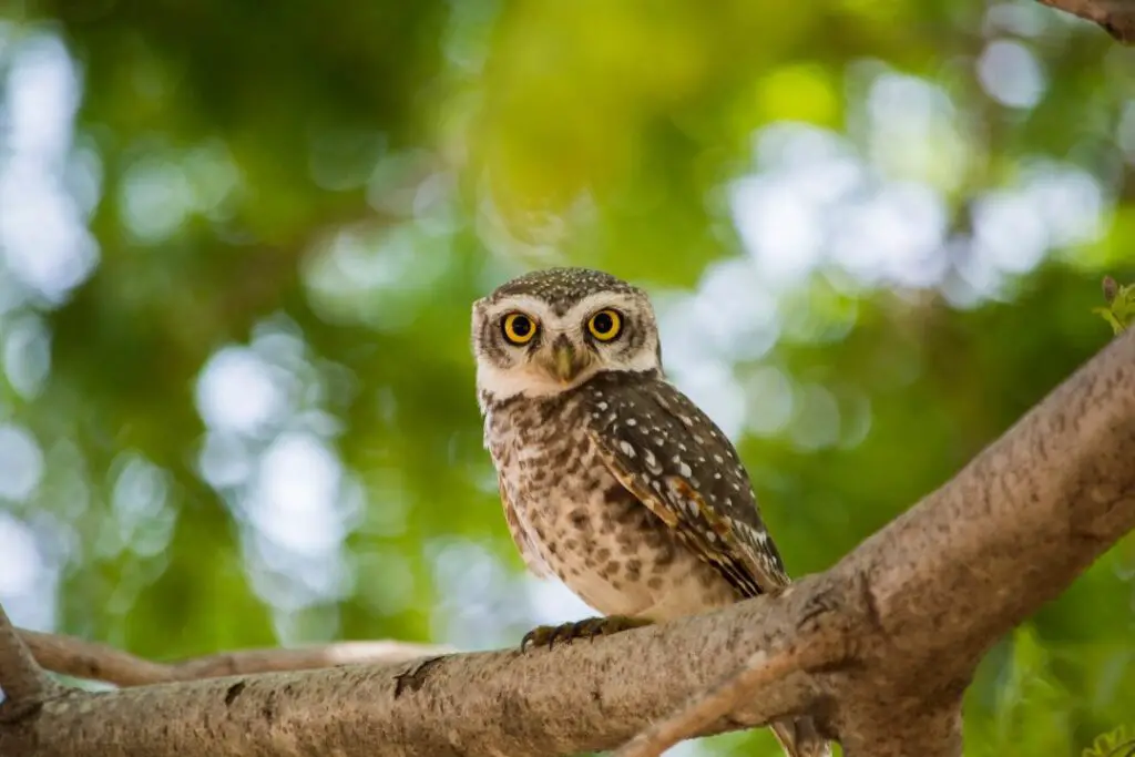 Búho esperando en la rama de un árbol a que aparezca su presa.