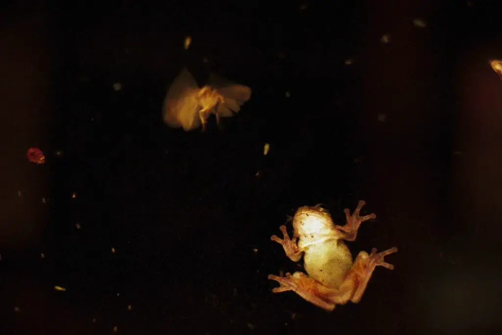 rana cazando una polilla por la noche