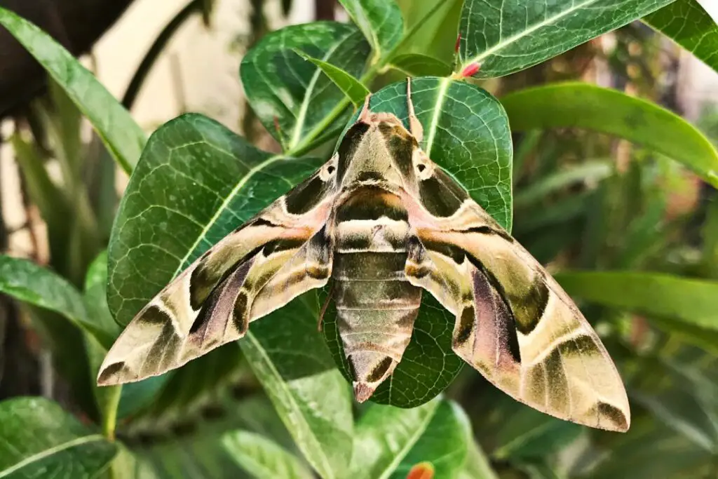 ejemplo de una polilla camuflada