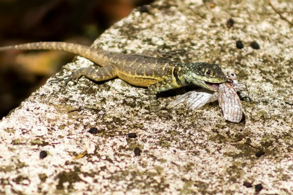 un pequeño lagarto gecko comiendo una polilla