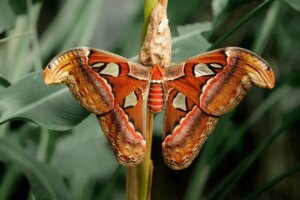 ¿qué Animales Comen Polillas? (depredadores De Polillas Revelados)