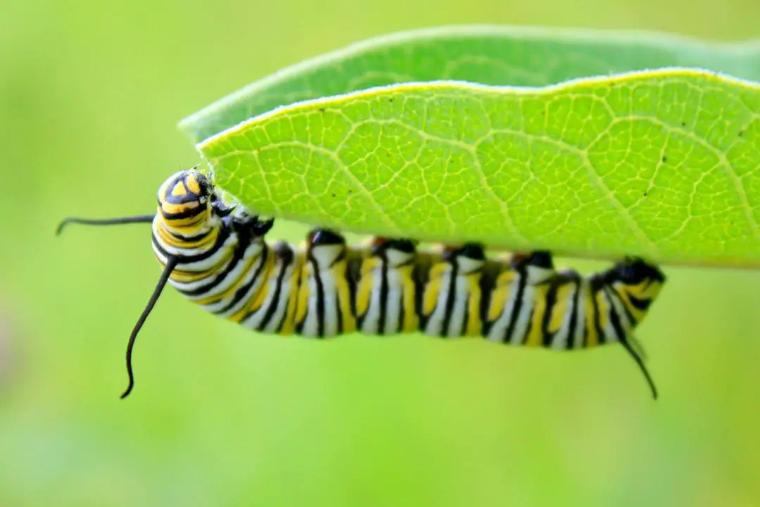 ¿qué Comen Las Orugas? Mascando De Hoja a Larva