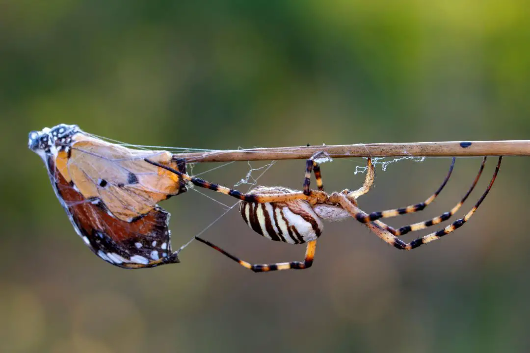 ¿Qué Animales Comen Mariposas? (Depredadores De Mariposas Revelados) ¿qué Animales Comen Mariposas? (depredadores De Mariposas Revelados)