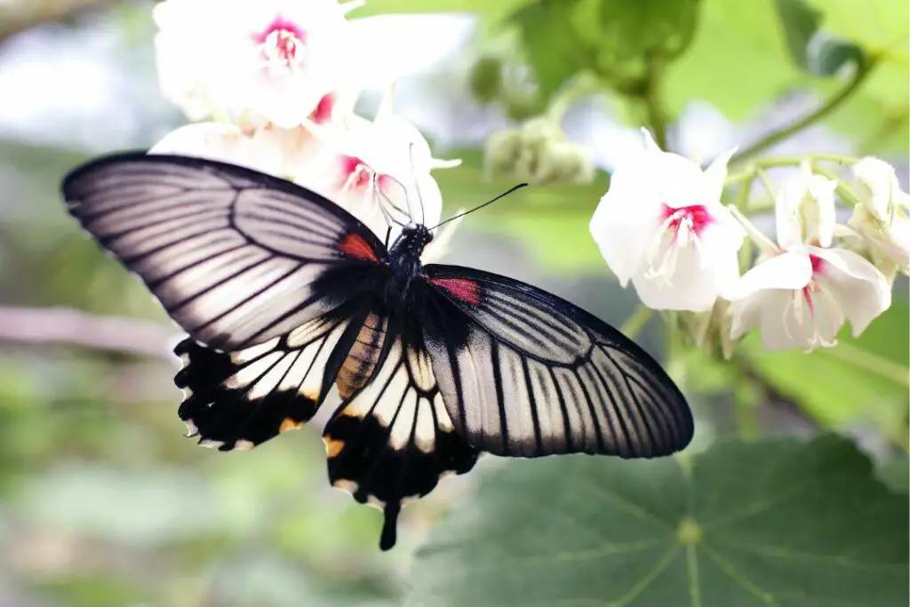 mariposa alimentándose de algunas madreselva de invierno