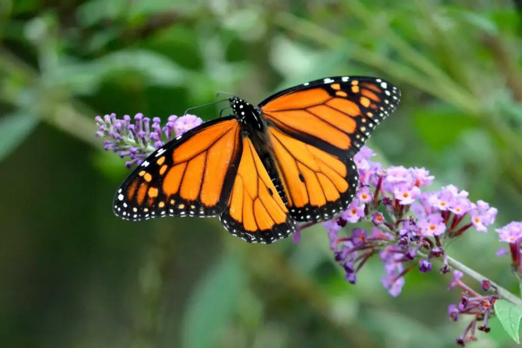 Mariposa monarca sentada sobre algunas flores de color púrpura.