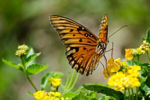 De Oruga a Mariposa (explicación Del Ciclo De Vida Y