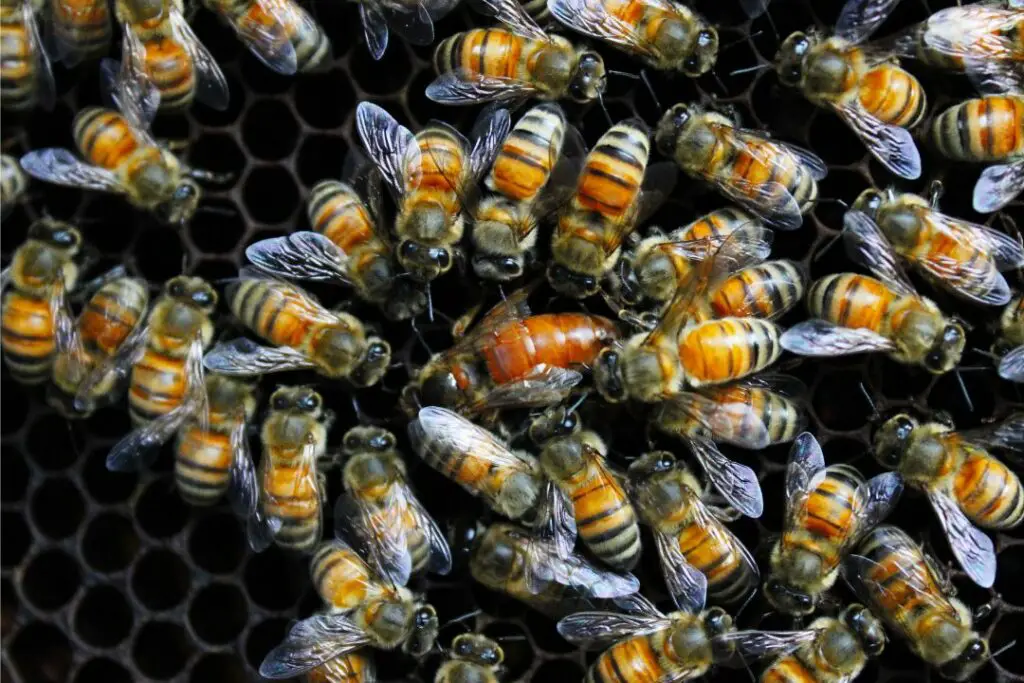 Las abejas melíferas se apiñan y amontonan a una reina que ya no produce larvas sanas.