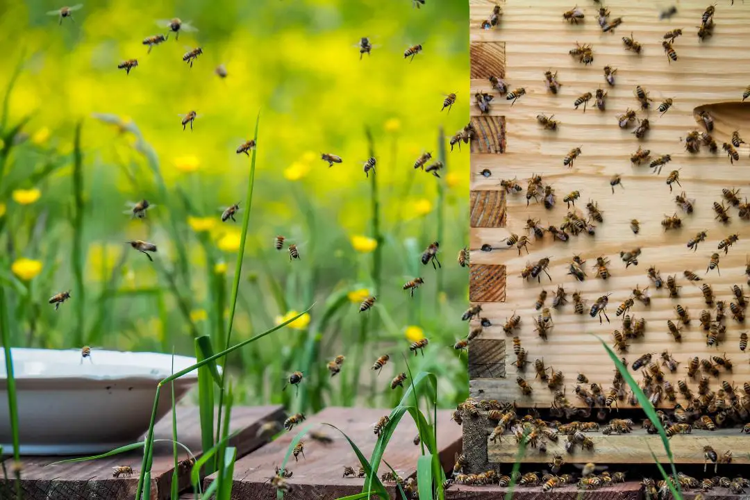 ¿Pueden Las Abejas Unirse a Otra Colmena? ¿pueden Las Abejas Unirse a Otra Colmena?