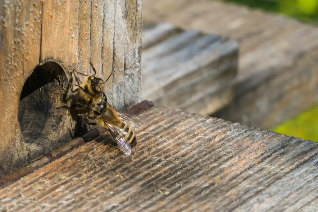 una abeja guardiana expulsa violentamente a una abeja de una colonia diferente