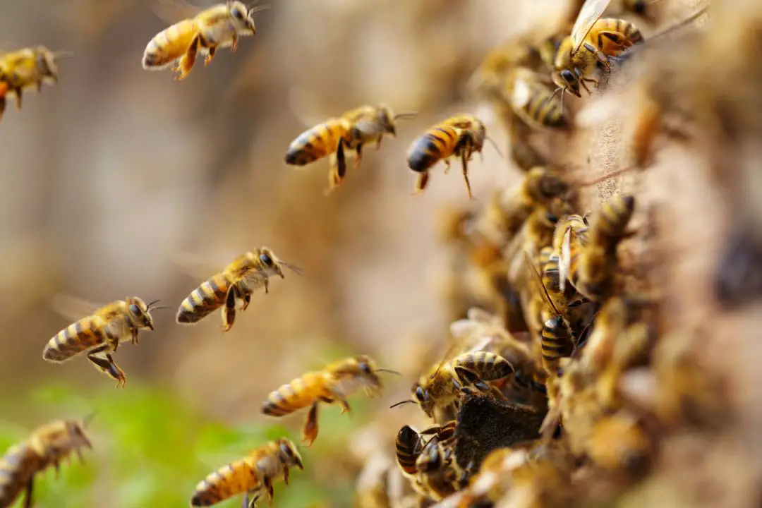 ¿Pueden Las Abejas Pedir Ayuda? Cómo Las Abejas Usan Feromonas Para Defenderse ¿pueden Las Abejas Pedir Ayuda? Cómo Las Abejas Usan Feromonas