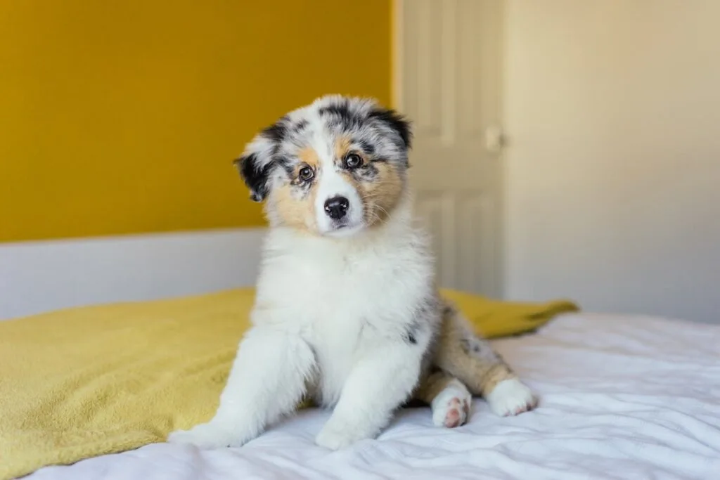 Perro de pelo corto blanco, negro y marrón acostado sobre textil amarillo 