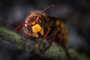 Avispones Asiáticos: Una Amenaza Creciente Para Las Abejas Del Reino