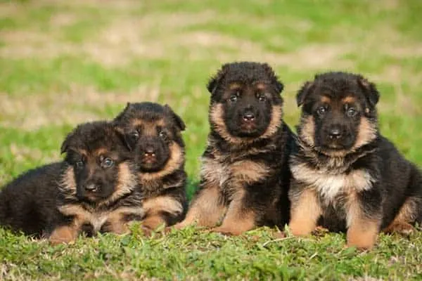 Cachorros de perro sentado en el campo de hierba