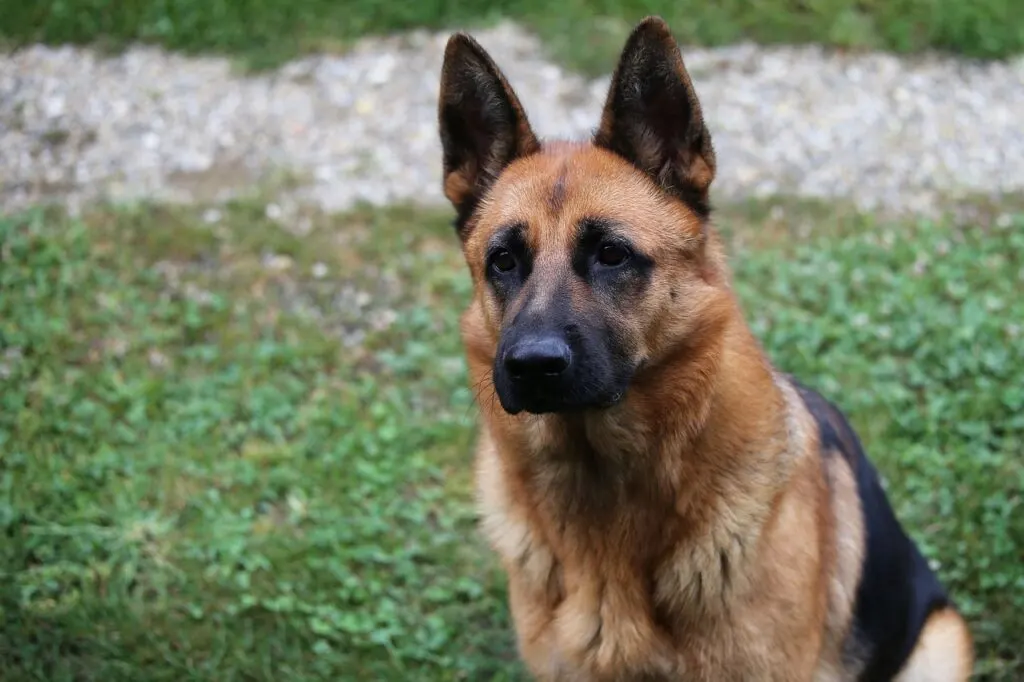 Perro, pastor alemán, imagen de mascota