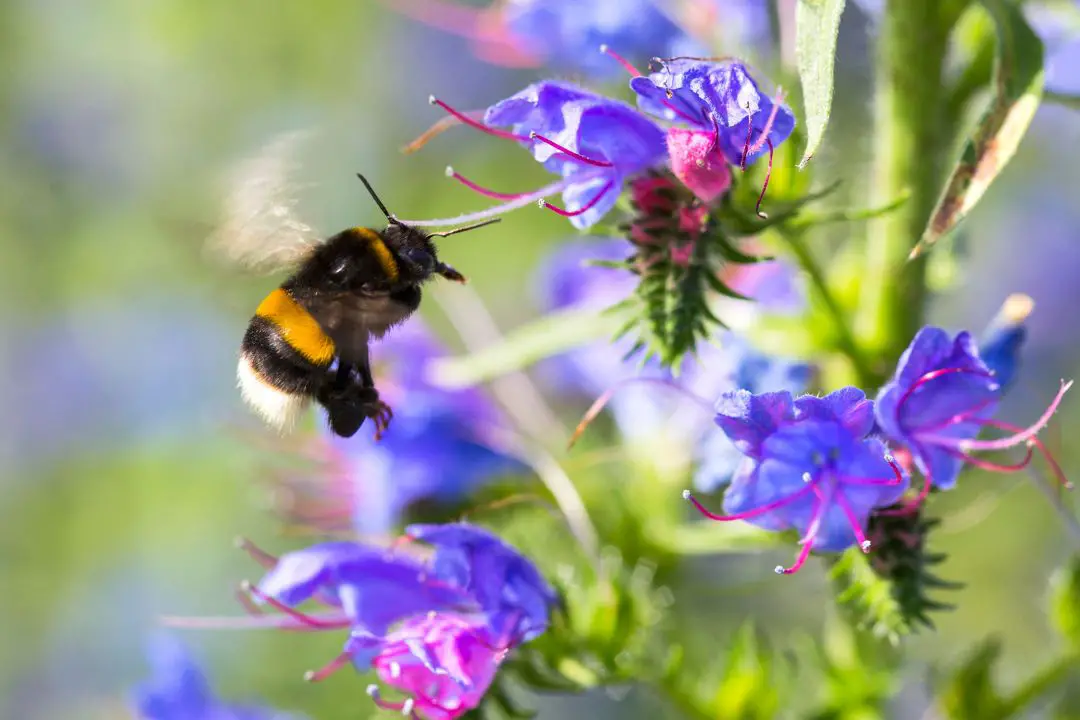¿Pueden Las Abejas Ser Mascotas? ¿Es Una Buena Idea Acariciar a Las Abejas? ¿pueden Las Abejas Ser Mascotas? ¿es Una Buena Idea Acariciar