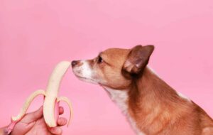 Alternativas De Tratamiento Seguras Para Perros