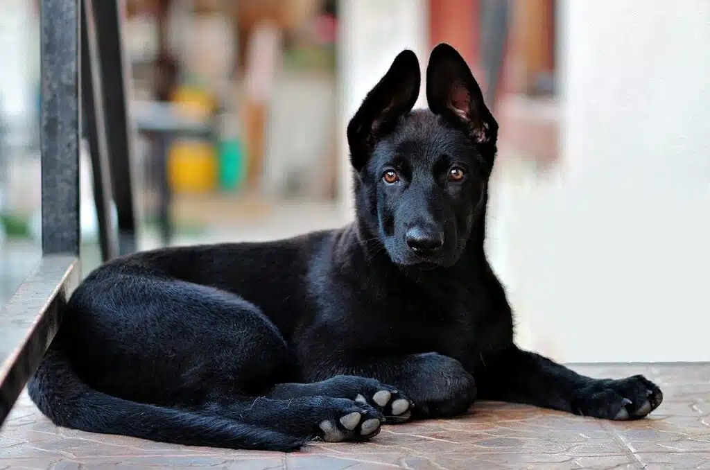 Pastor alemán negro de pelo largo Spotlight 3 Cachorro de pastor alemán negro