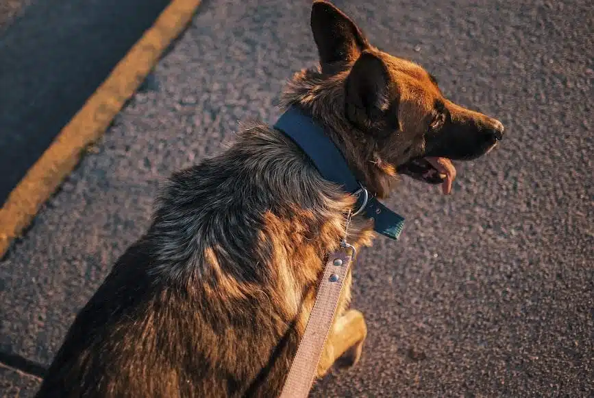 Perro pastor alemán caminando por una carretera de hormigón