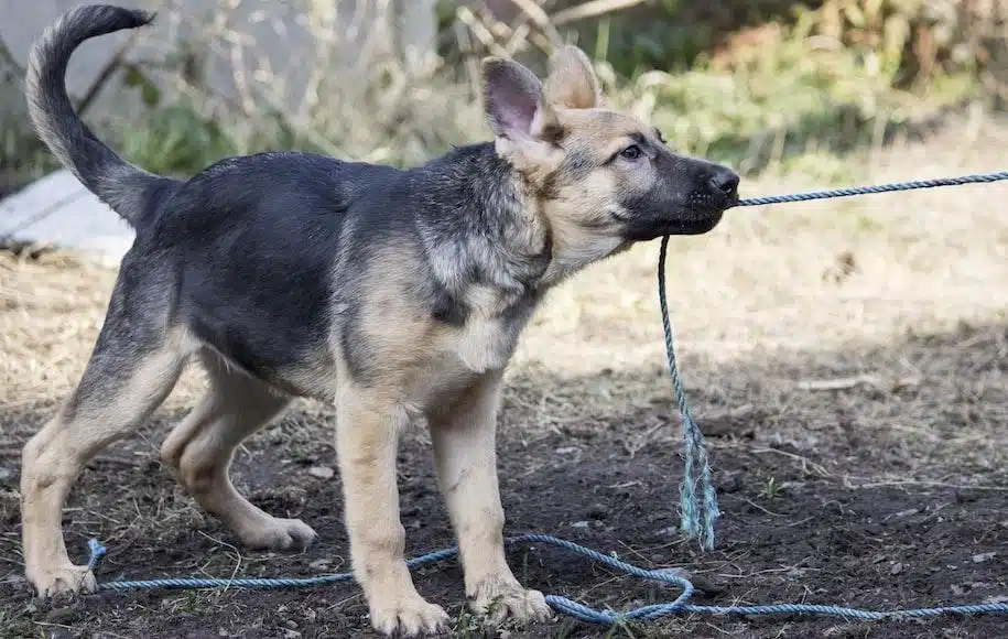 perro pastor alemán jugando con cuerda