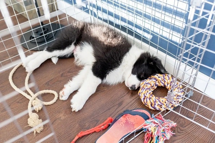 ¿Cuándo estará listo mi cachorro para dormir fuera de la jaula? 2 ¿Por qué los cachorros necesitan dormir en una jaula?