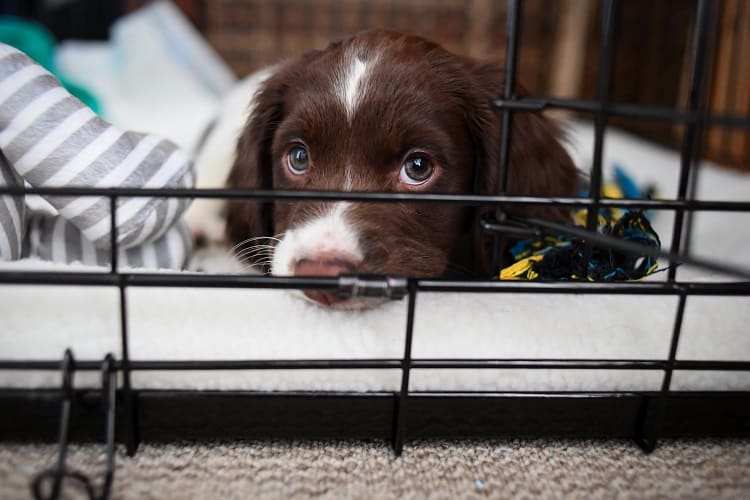 Cosas a considerar antes de dejar que un cachorro duerma fuera de la jaula