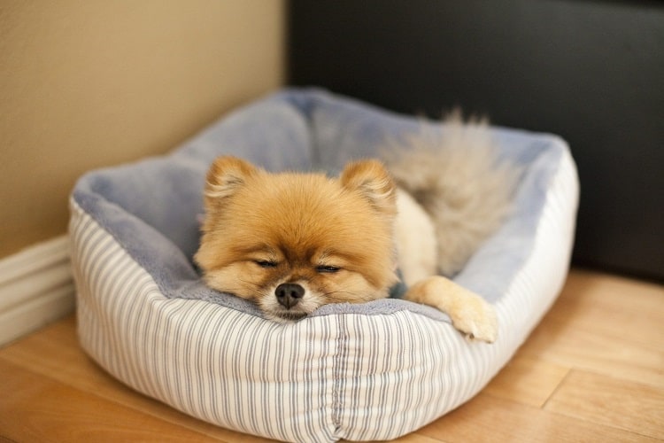 Cachorro durmiendo en la cama del perro